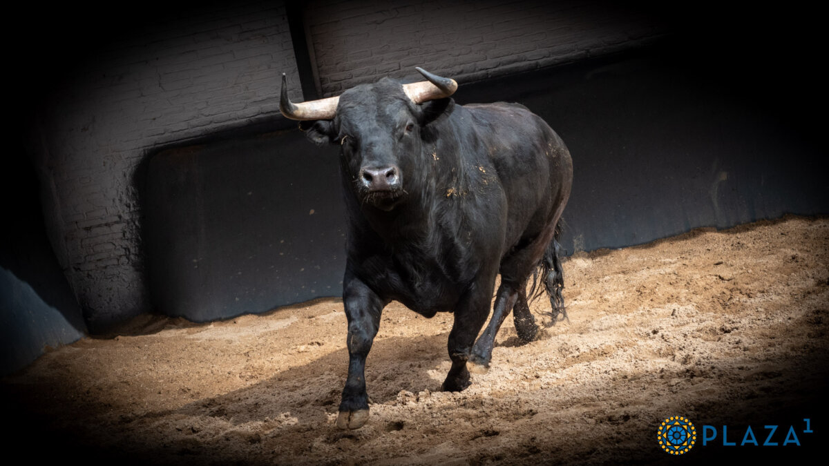 Los de Toros de Brazuelas para la primera novillada de la temporada en Las Ventas