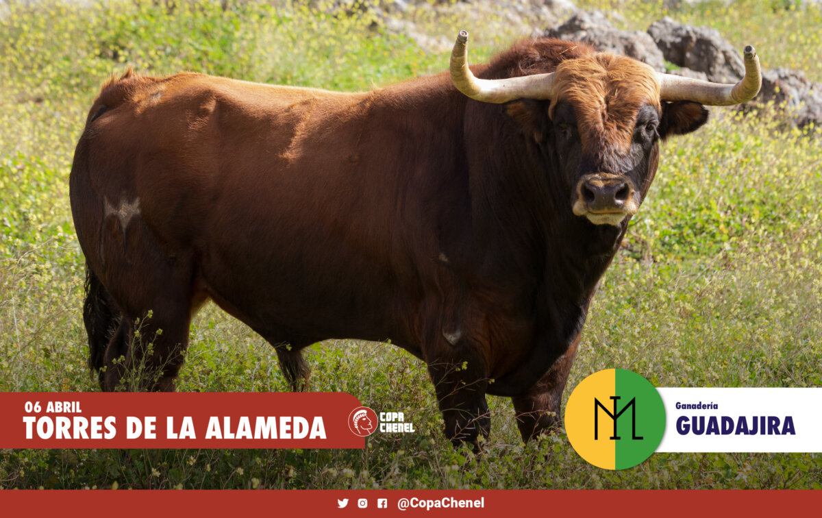 Los toros de Guadajira y Lora Sangrán para la última clasificatoria de la Copa Chenel
