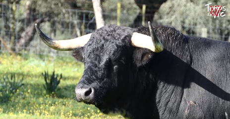 Serio lote de Dolores Aguirre para Vic-Fezensac