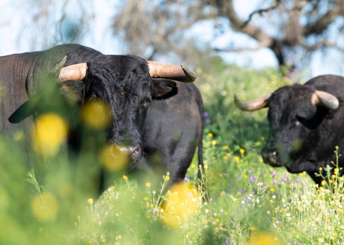 Los cuadris para el mano a mano Curro Díaz y David de Miranda en Palos