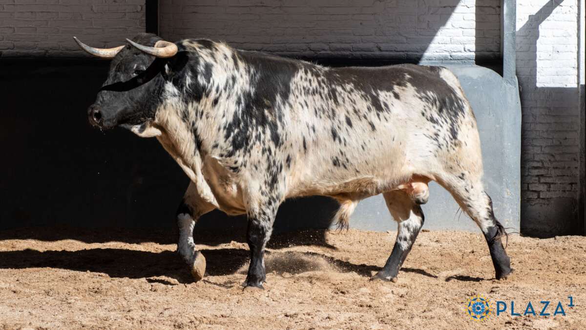 Seis de Hermanos Sánchez Herrero para la novillada de hoy en Madrid