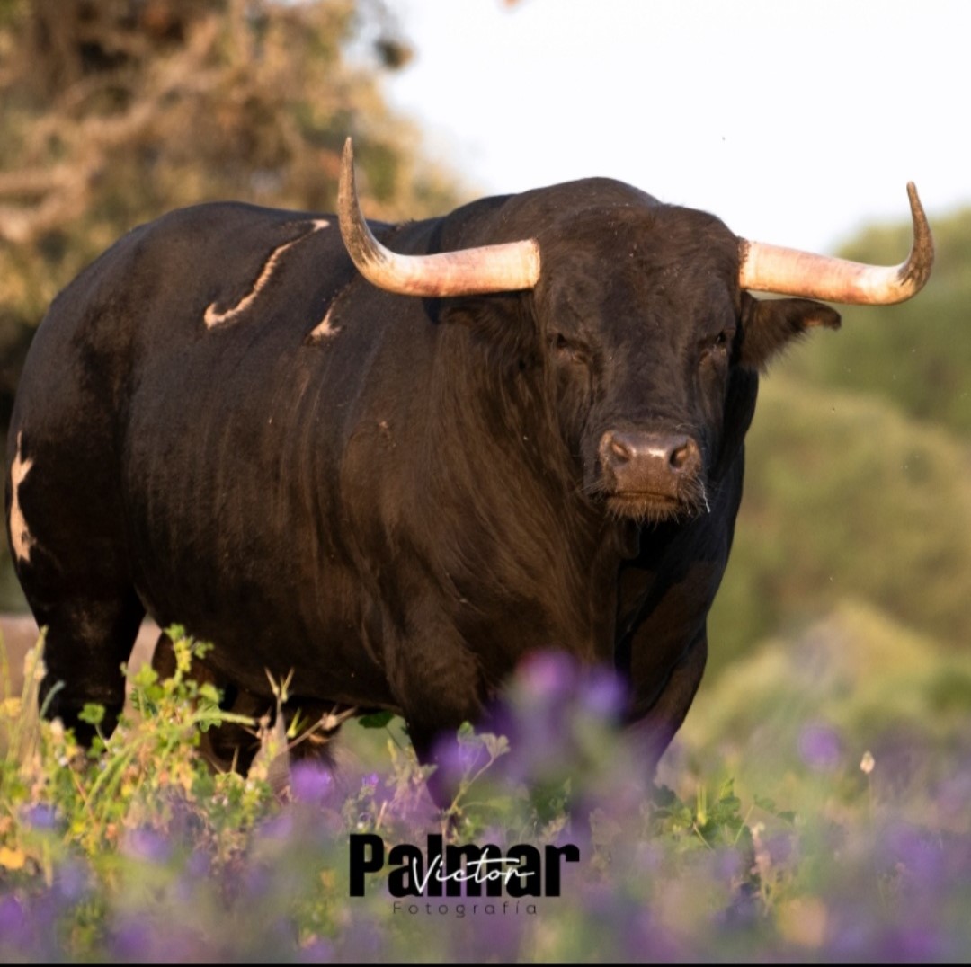 Una corrida del Marqués de Albaserrada, plato fuerte de la feria de El Molar