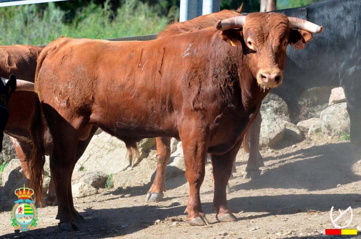 Los erales de Piedra Escrita para la final del Alfarero de Plata