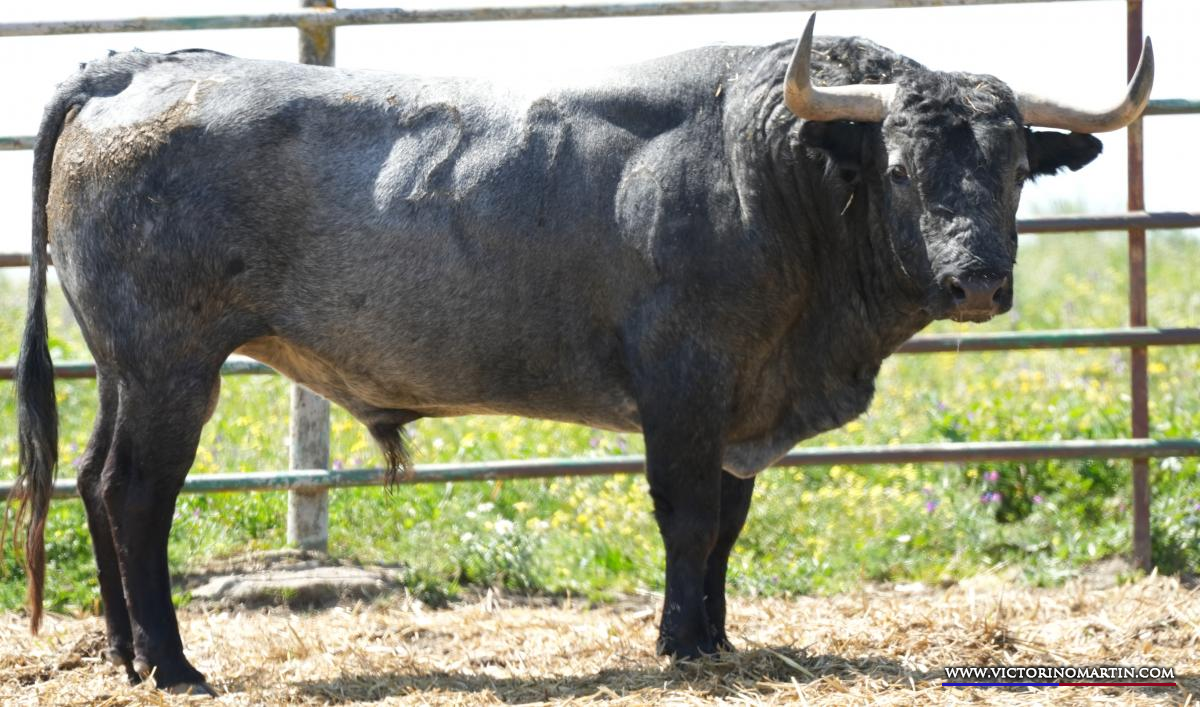 Estos son los Victorinos para la gesta de Roca Rey en Sevilla