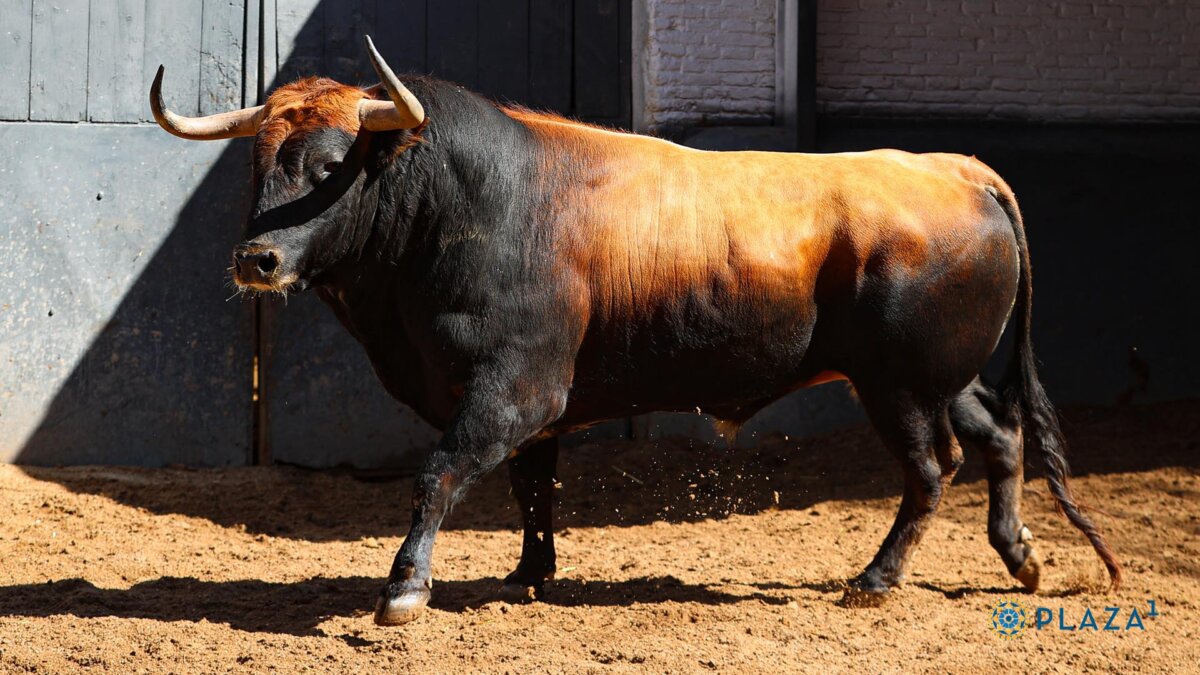 Jorge Martínez confirma alternativa con Estafador