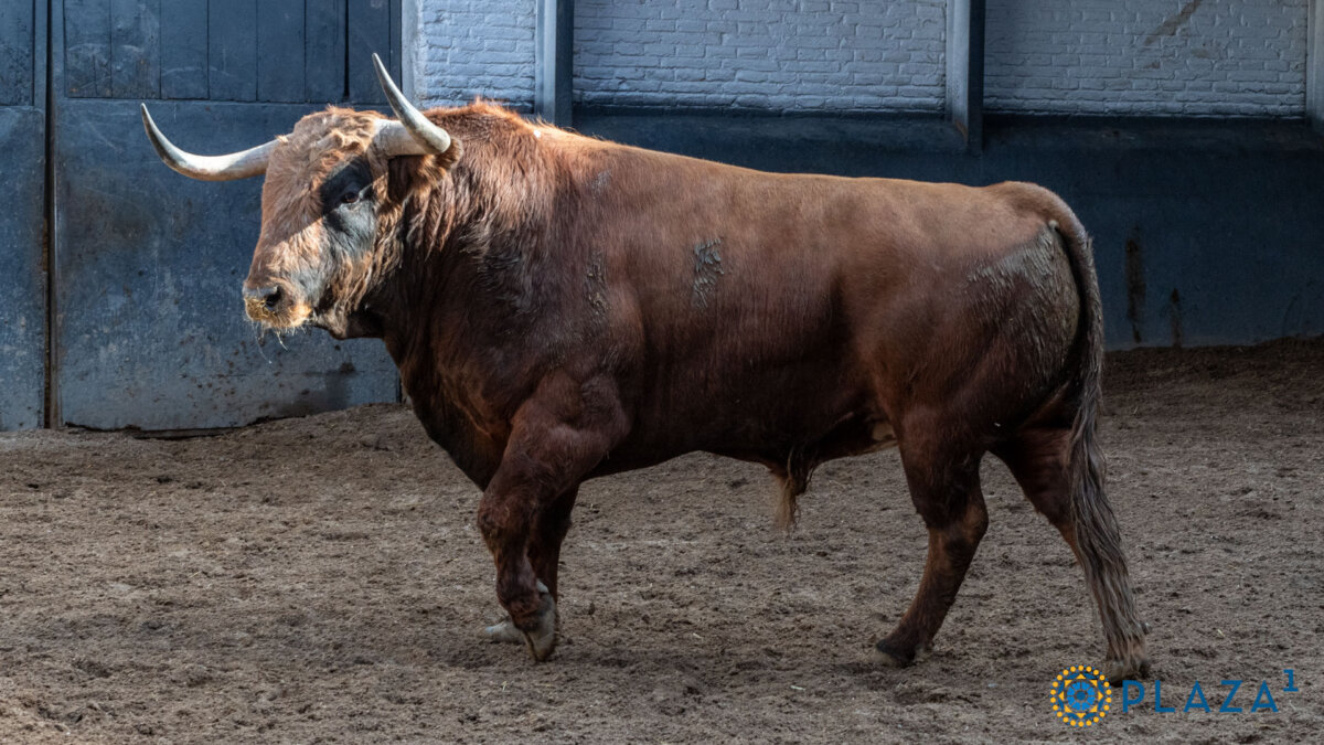 Bonoloto, el toro de la confirmación de Christian Parejo en Madrid