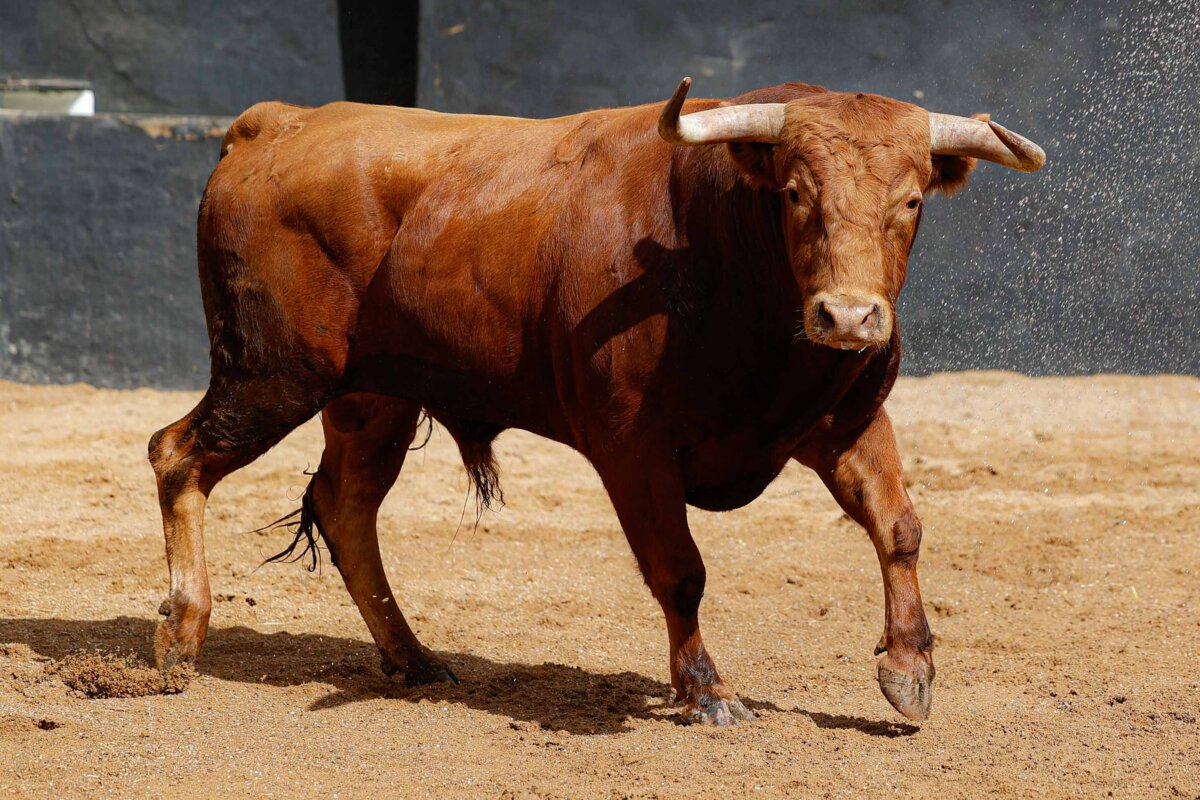 Norteño, de Torrealba, abre el festejo de Sevilla