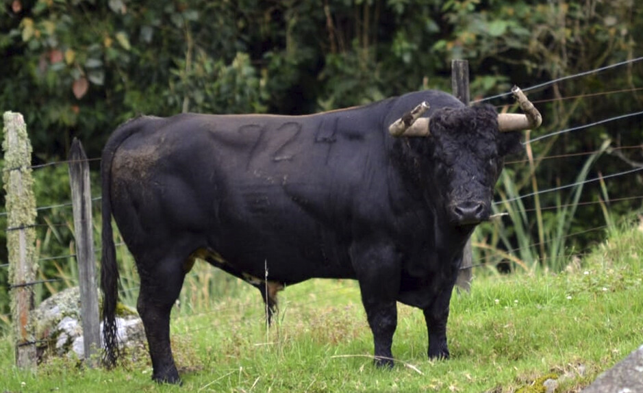 César Rincón debuta como ganadero en Tovar