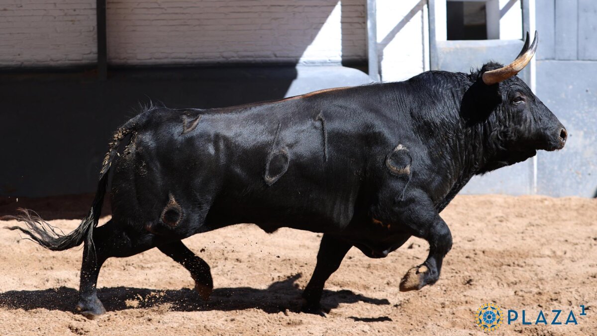 García Pulido confirma alternativa con Afectuoso en la apertura de San Isidro