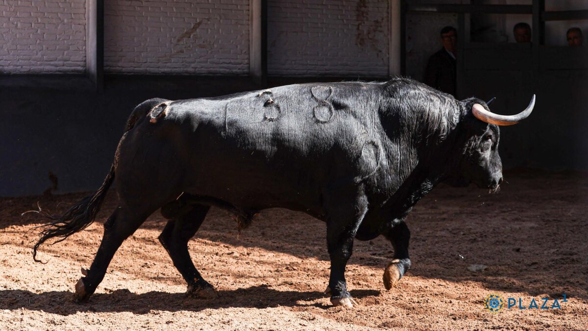 Cubanoso abre el cartelazo de esta tarde en Madrid