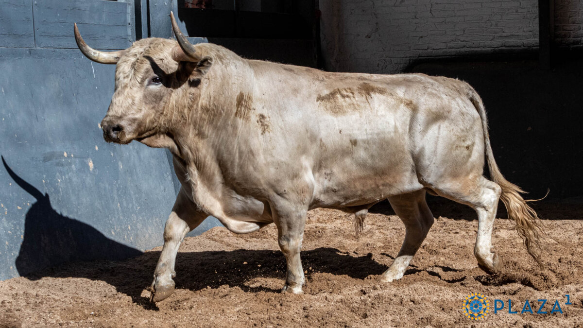 Galán, de Aurelio Hernando, abrirá la Feria de la Comunidad en Las Ventas