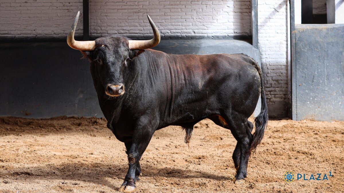 Corrida cinqueña de El Torero para esta tarde en Madrid