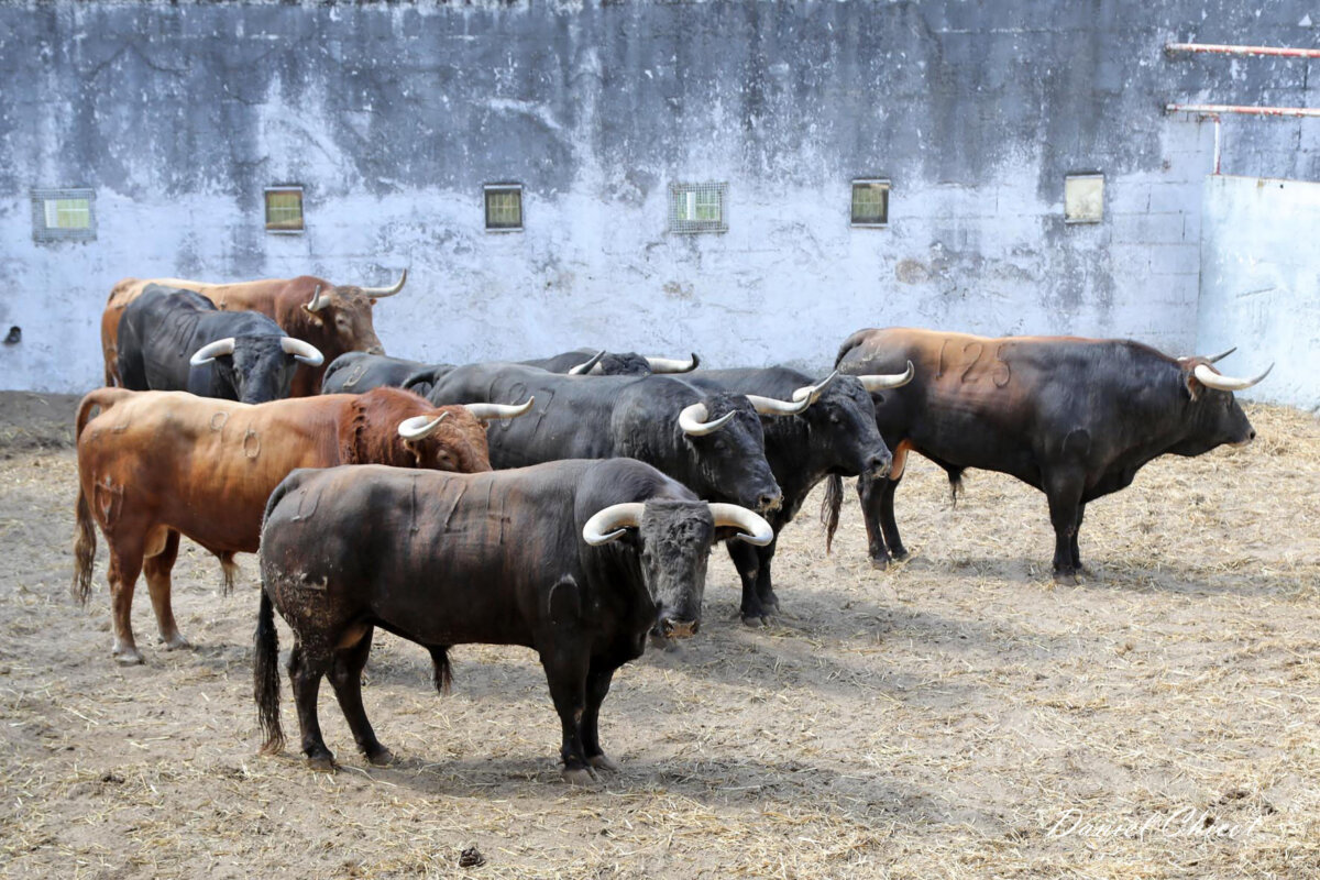 Nimes ya huele a feria: los toros de Pentecostés llegan a los corrales