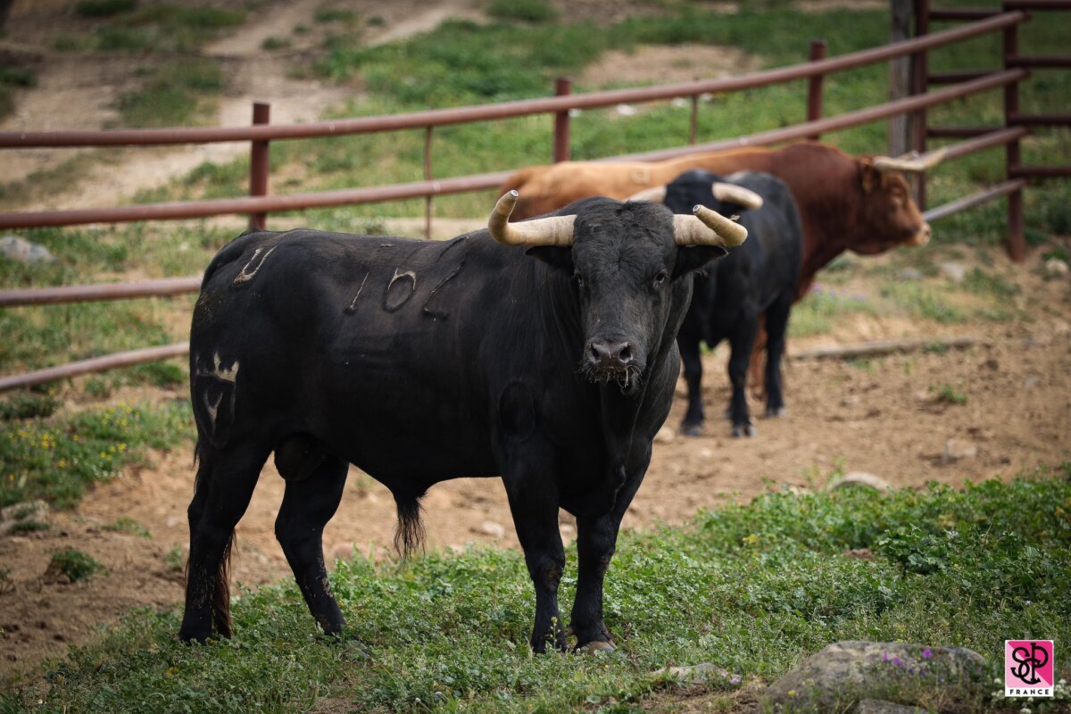 Los toros de Juan Pedro Domecq para el regreso de Ponce en Nimes