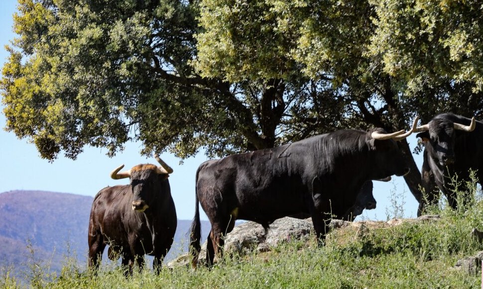 Victoriano del Río: "A Madrid iremos en tres ocasiones durante 2025, dos en San Isidro y una en Otoño"