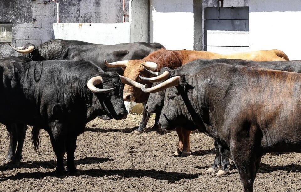Enrique Ponce reaparece con Terciopelo en Nimes