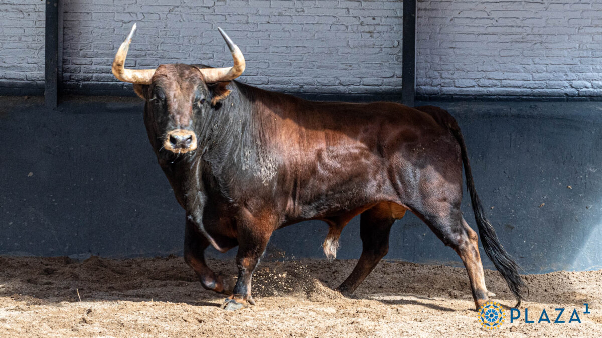 Fandanguero, de El Montecillo, inaugura la goyesca en Las Ventas