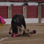 Momento de la cogida a José Rojo en Trujillo. Foto: Sara de la Fuente
