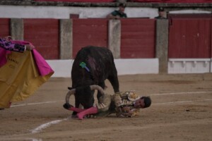 Momento de la cogida a José Rojo en Trujillo. Foto: Sara de la Fuente
