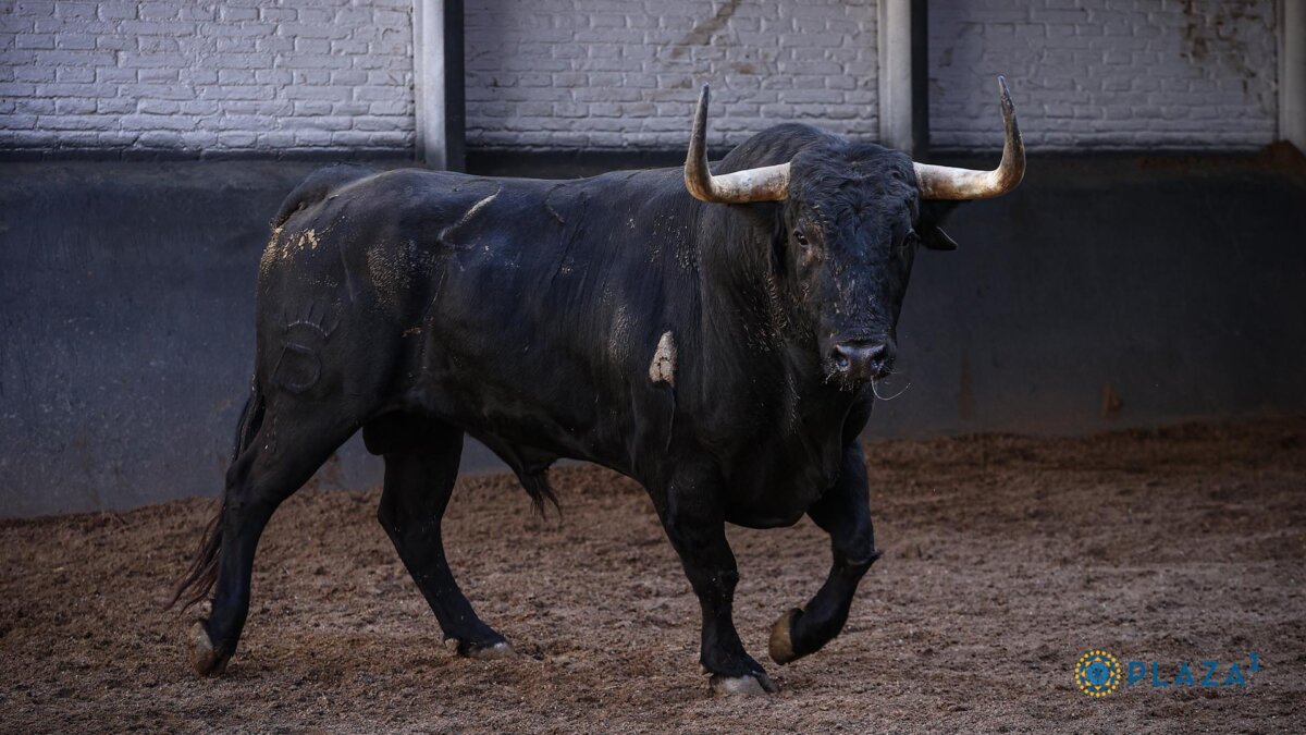 Un toro de Algarra remienda la corrida de Santiago Domecq en Madrid