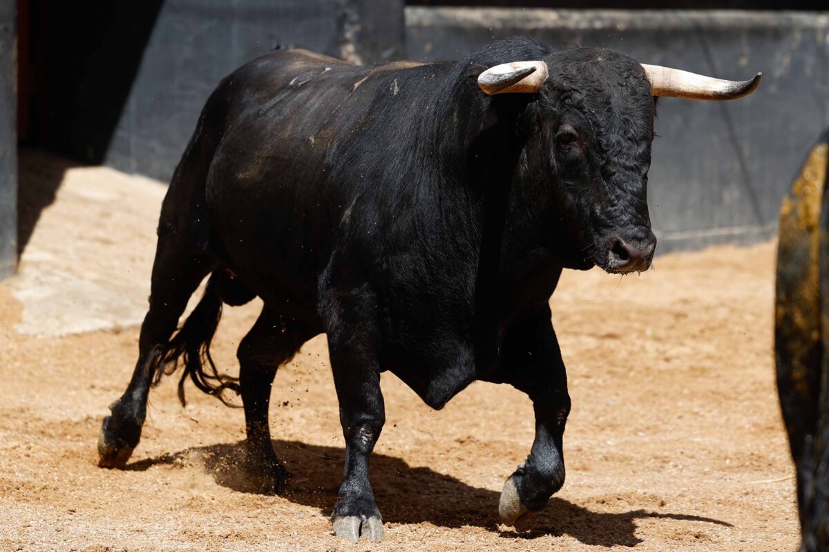 Seis de Fermín Bohórquez para la final del Circuito de Novilladas de Andalucía