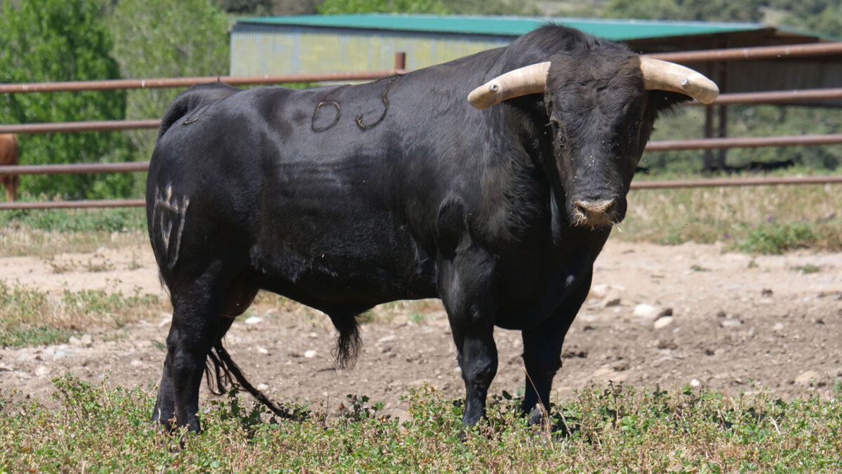 Revistero, de Juan Pedro Domecq, abre la tarde en Toledo