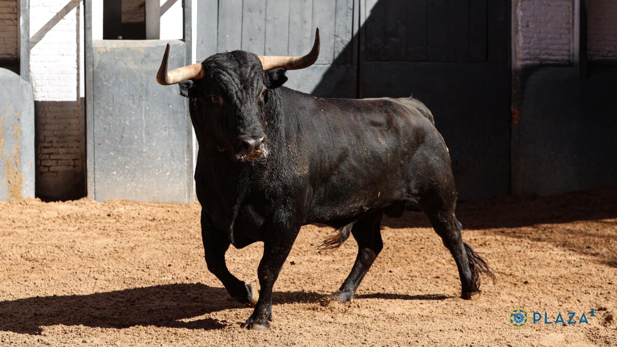 Cinco toros de Victoriano del Río y uno de Toros de Cortés para la sexta cita de San Isidro 2024