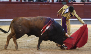 Jarocho, toreando al natural. Foto: Javier Arroyo