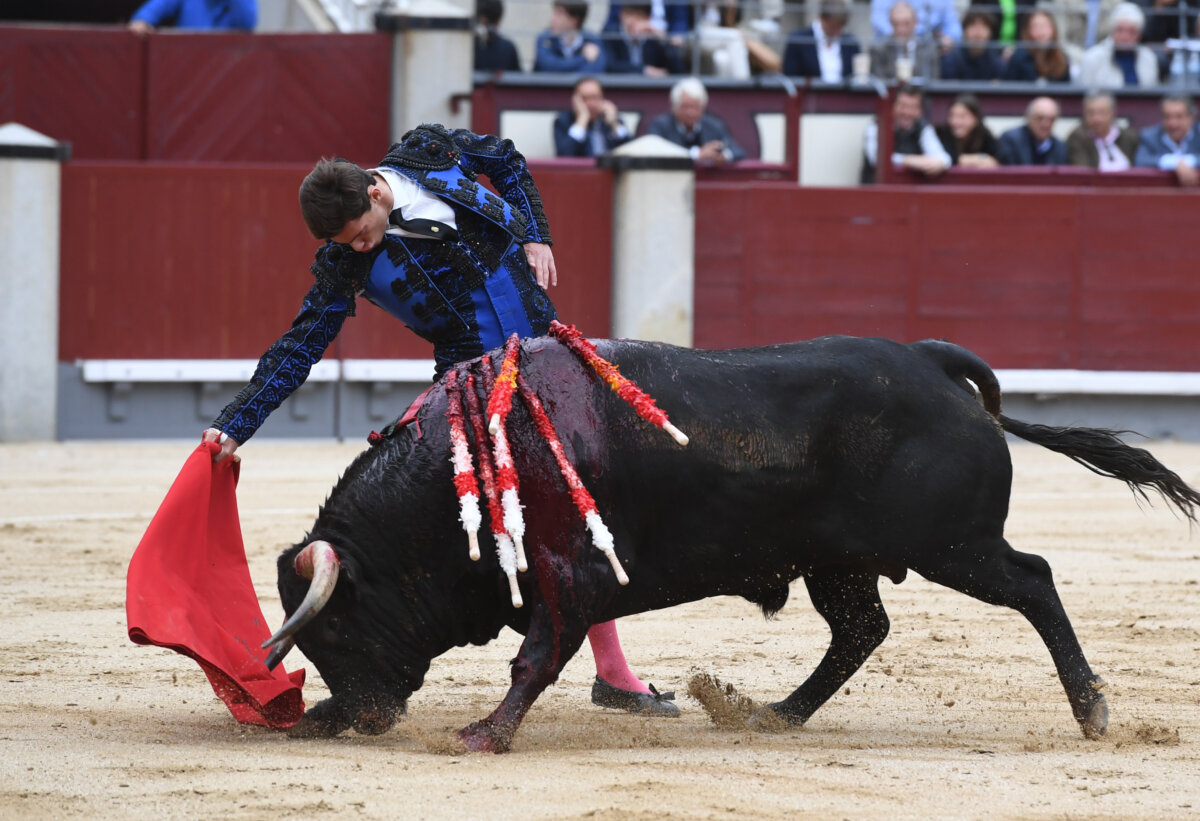 La feria de novilladas de Pedrajas de San Esteban, con combinaciones oficiales