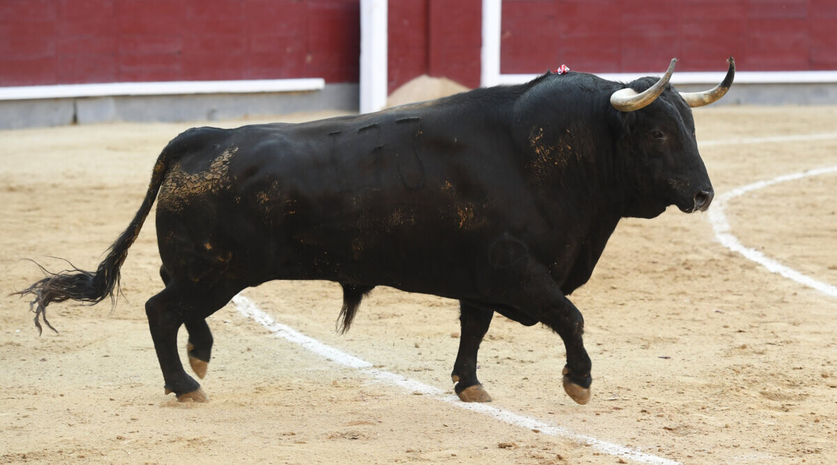 Rebeco, de Juan Pedro Domecq, 672 kilos de excelencia