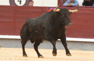 Espadachín oposita al toro de la Feria I JAVIER ARROYO