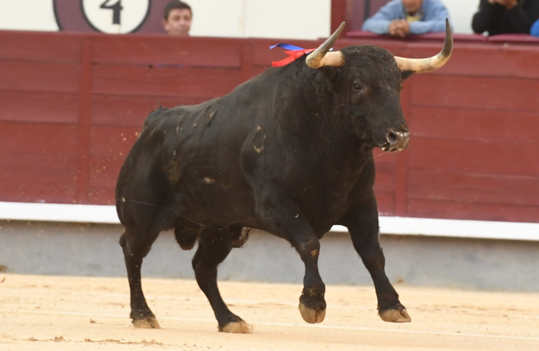 Espadachín oposita al toro de la feria (la undécima de San Isidro, en imágenes)