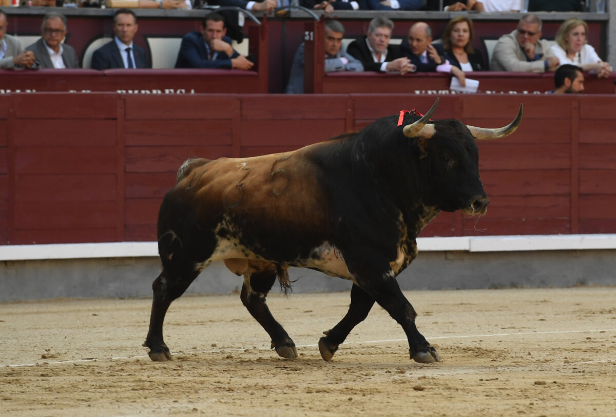 Pasión en los tendidos y emoción en el ruedo (la decimotercera de San Isidro, en vídeo)