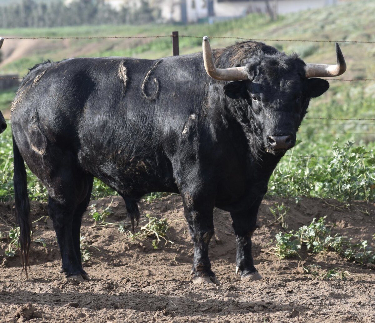 Chistoso, el quinto toro de La Palmosilla para Pamplona
