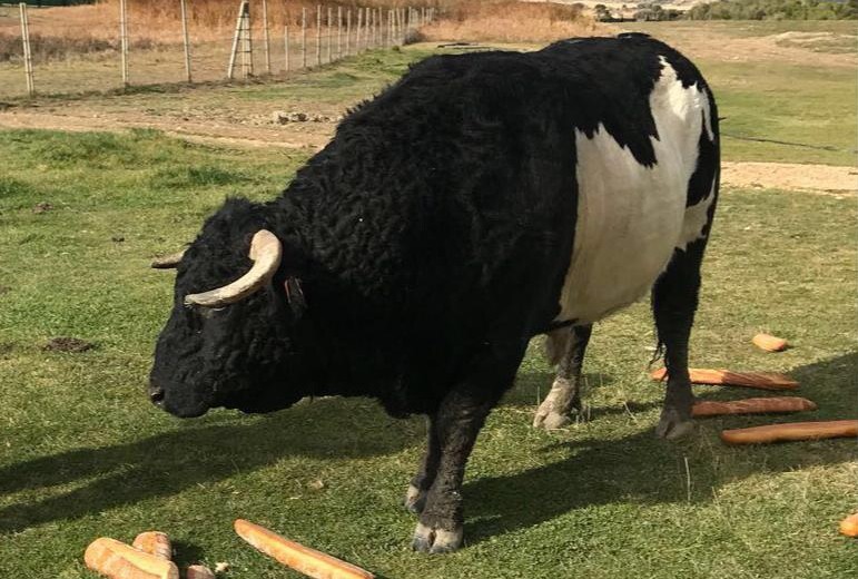 Manolo de los Reyes, 56 puntos en la cabeza y múltiples fracturas tras ser cogido en el campo por un semental