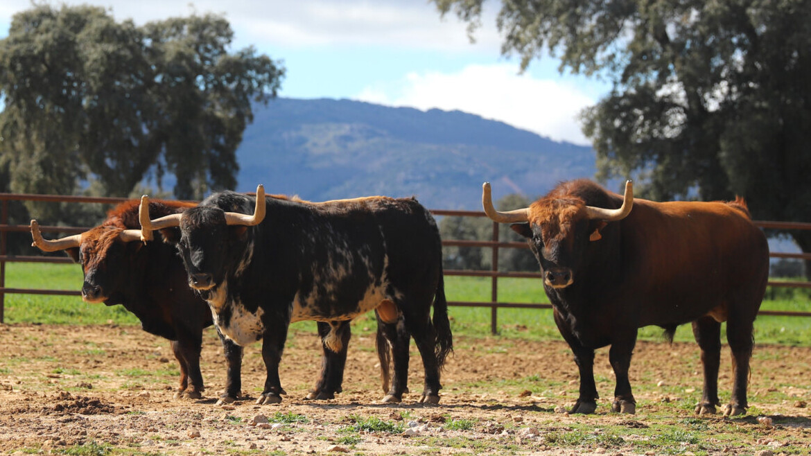 Conde de Mayalde: ante el gran reto de Madrid