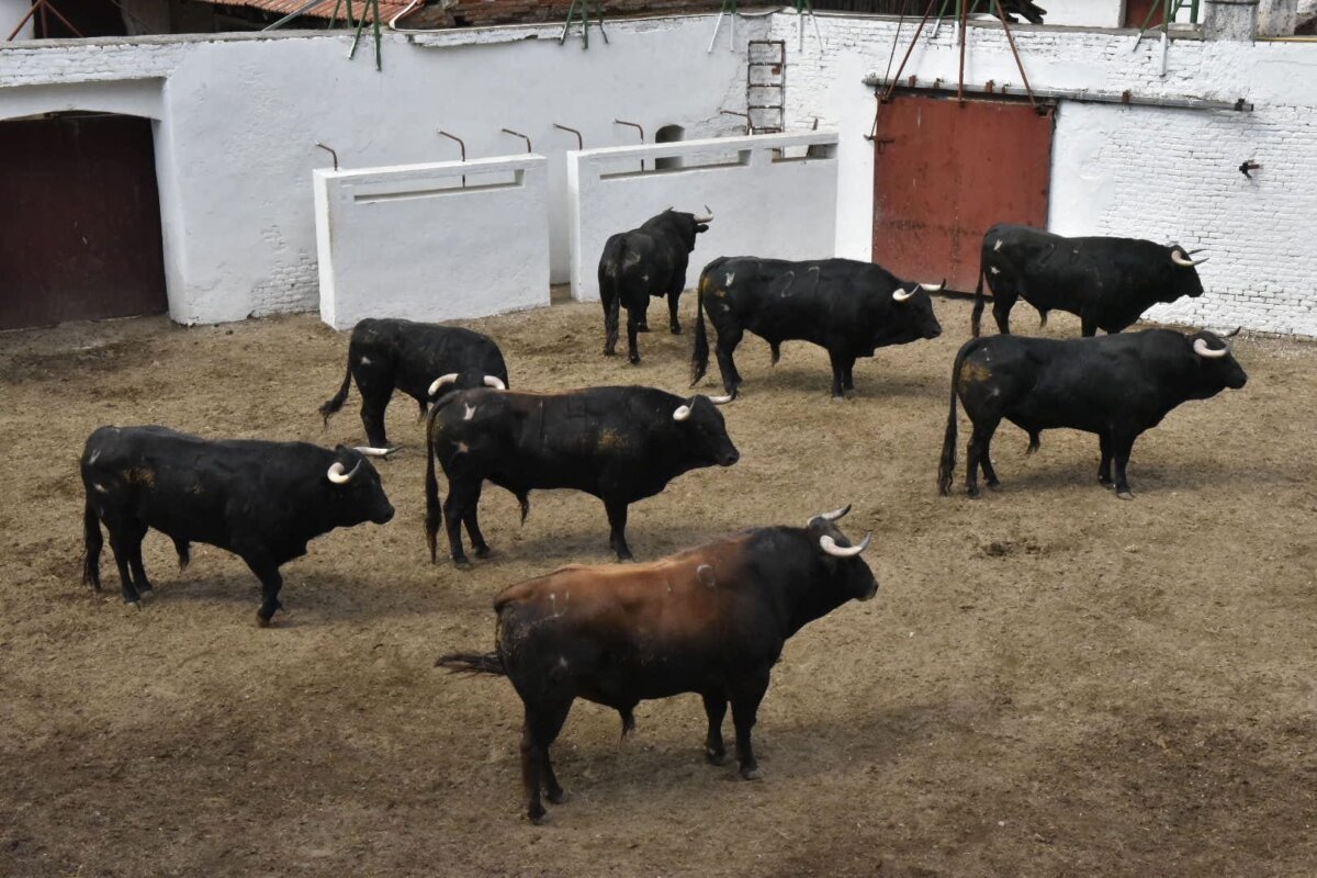 Seis novillos de Brazuelas para el duelo Medina-Navas en Valladolid