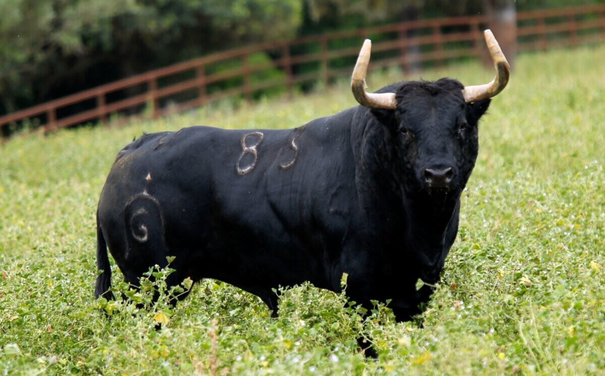 Ricardo Gallardo: “Nunca he rehuido lidiar en Las Ventas”