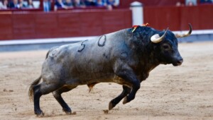 Periquito, el toro de La Quinta que cuajó Emilio de Justo. Foto: Iván de Andrés