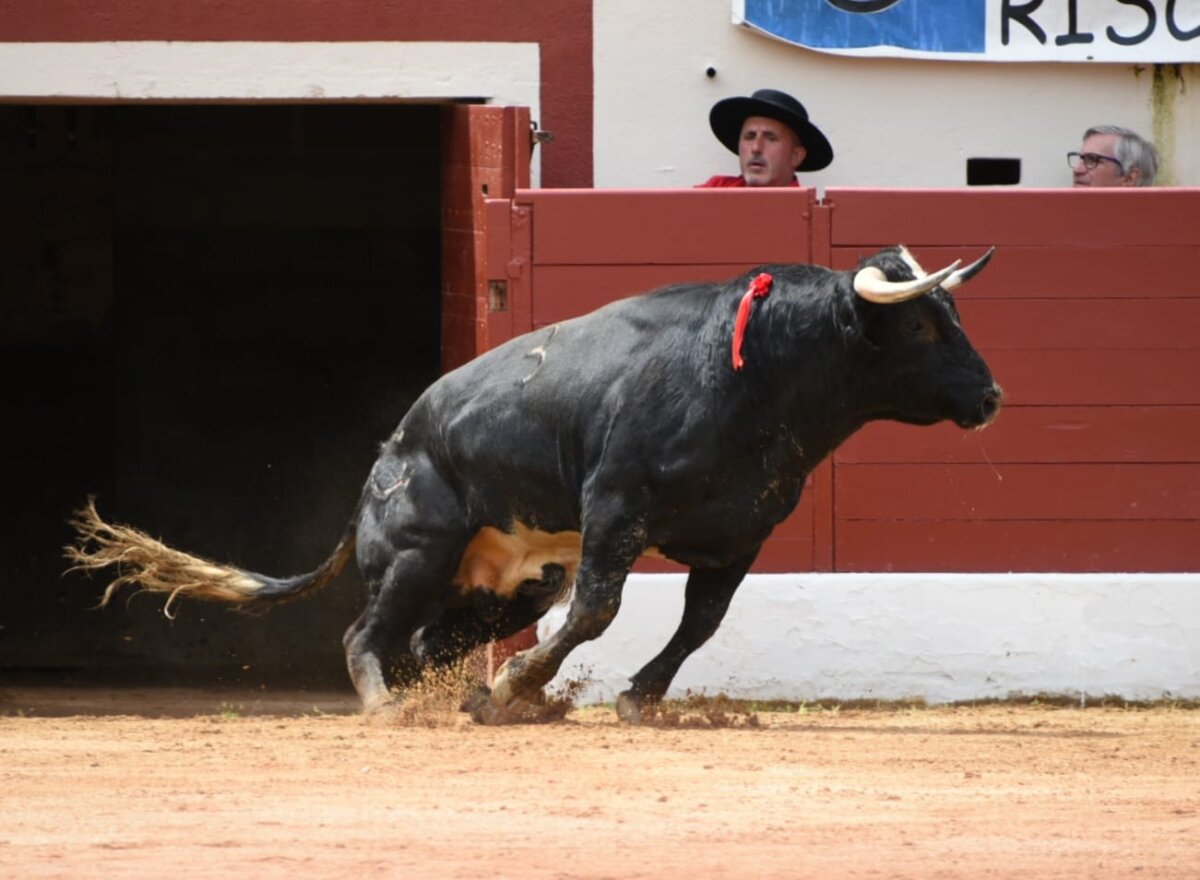 Buena novillada de Raso de Portillo para abrir boca en Vic-Fezensac