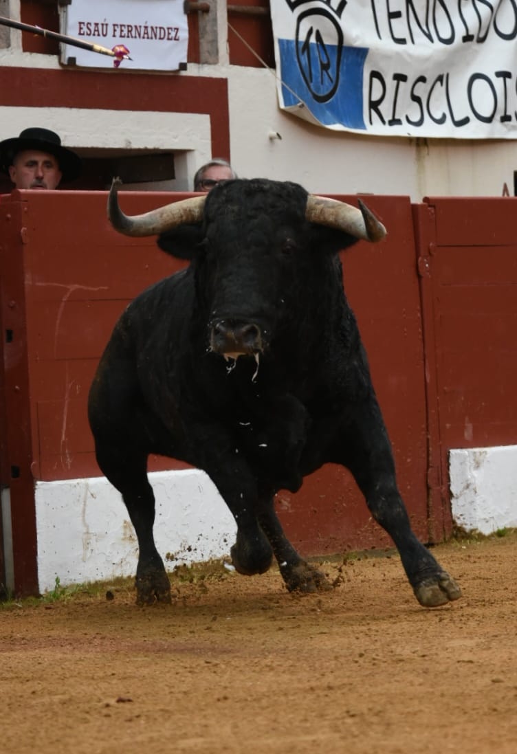 Los cuadris, masacrados en el caballo, se llevan al traste las ilusiones en Vic-Fezensac