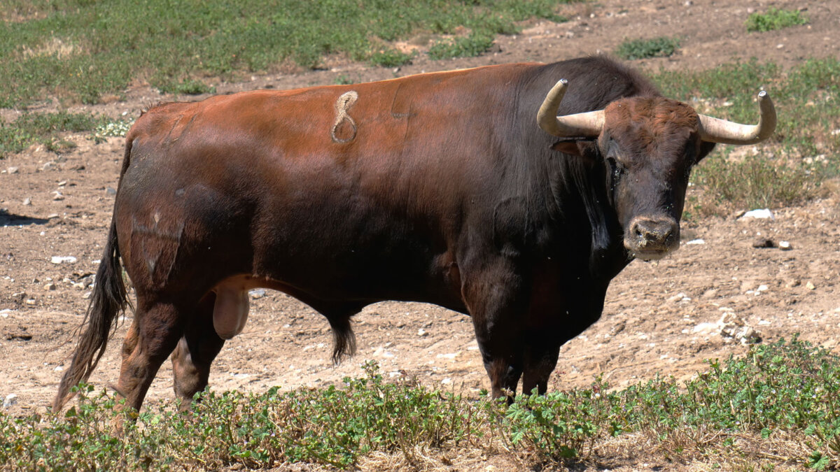 Serio y entipado lote de Juan Pedro Domecq para el Corpus de Toledo