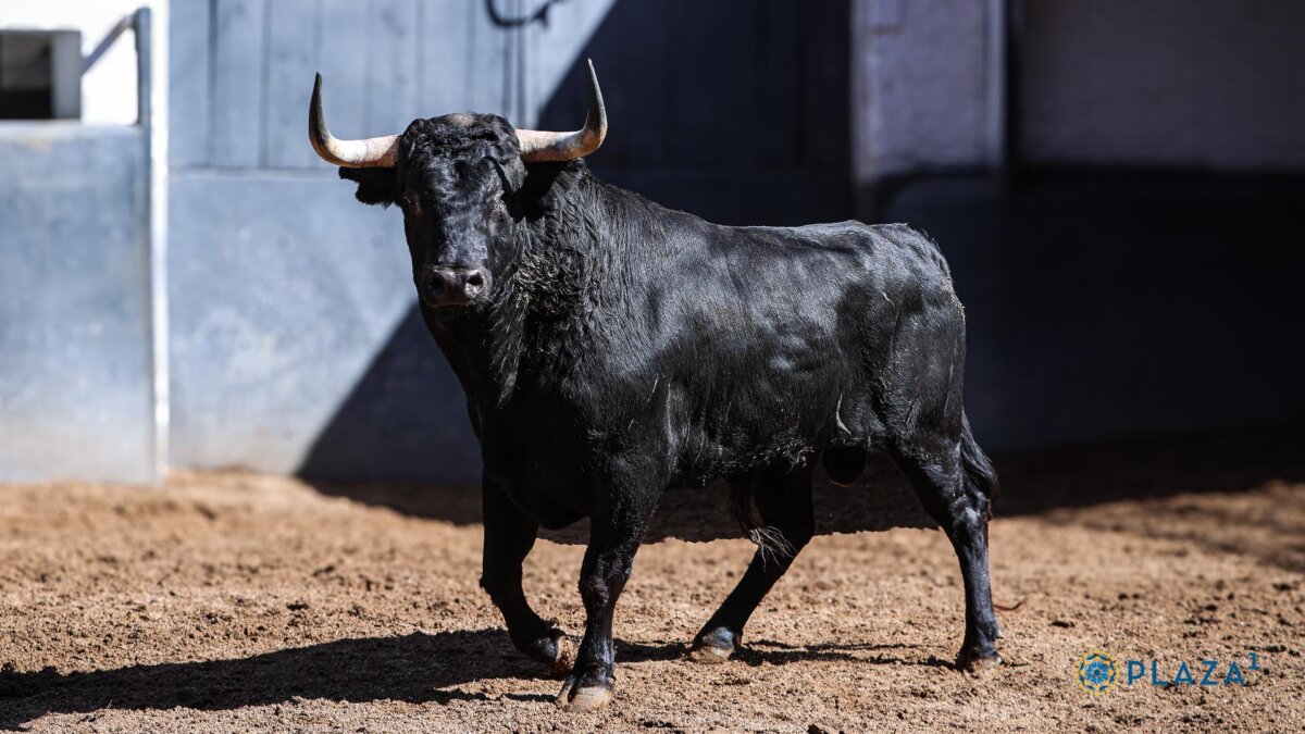 Cinco de Guadaira y uno de Torrehandilla para la última novillada de San Isidro