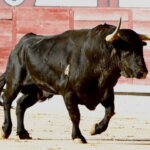 Experto, un fiero toro de Santiago Domecq lidiado el pasado San Isidro. Foto: Iván de Andrés.