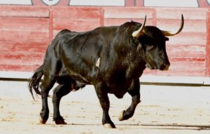 Experto, un fiero toro de Santiago Domecq lidiado el pasado San Isidro. Foto: Iván de Andrés.