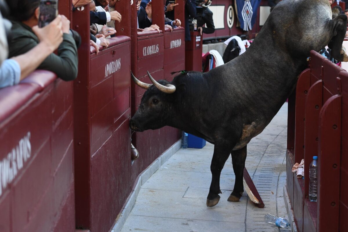 El Divorciado miura que saltó dos veces al callejón de Las Ventas