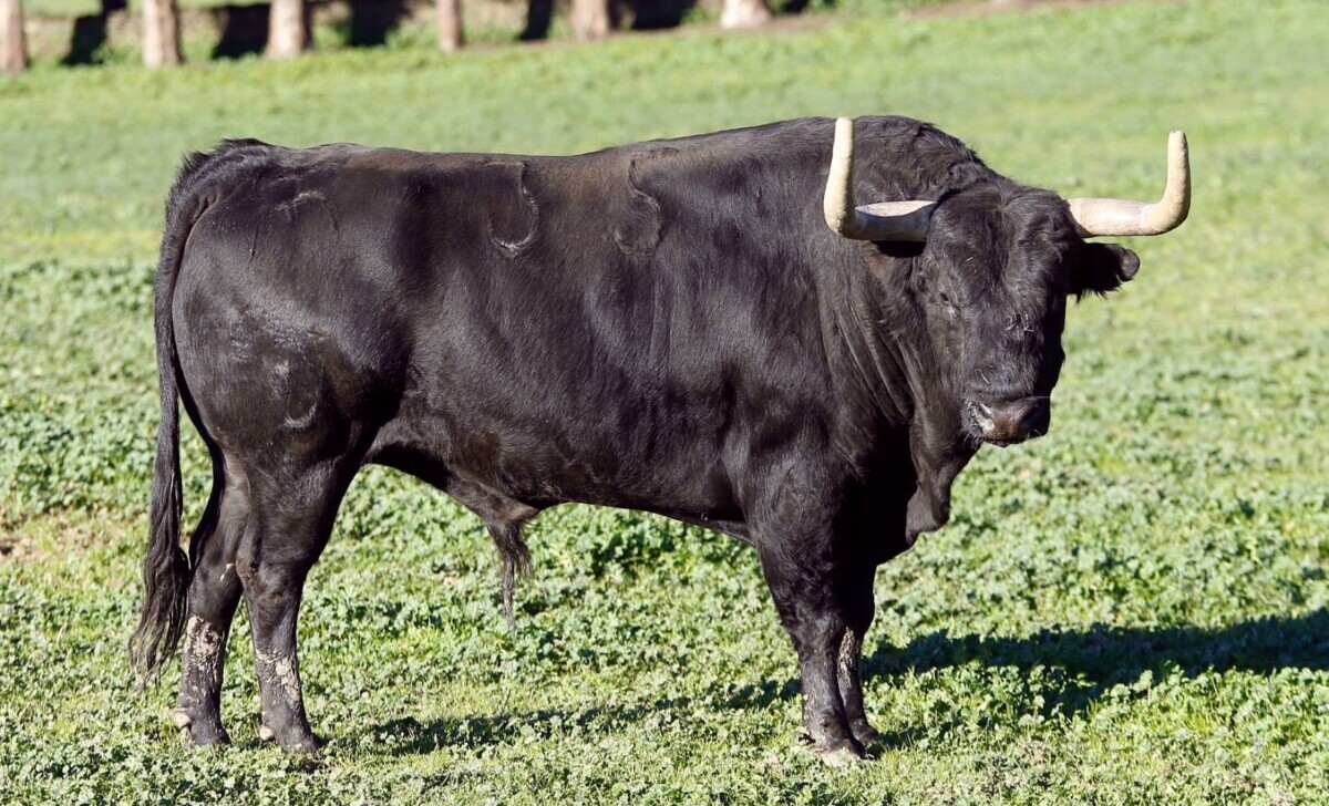 Rafael Molina, de El Parralejo: "Para mí Perera, ahora mismo, es un síntoma de garantía"