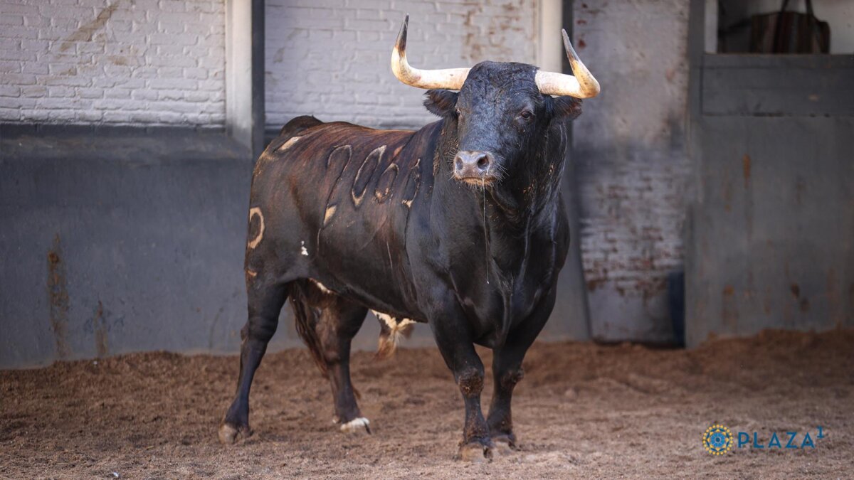 Víctor Hernández confirma alternativa en Las Ventas con Clarineto, de El Cortijillo
