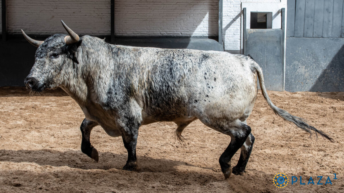 Un encierro de Los Maños para el último festejo previo a San Isidro