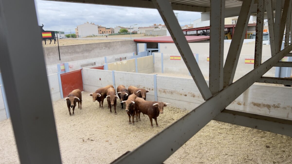 Seis de Piedra Escrita para la gran final del Alfarero de Plata